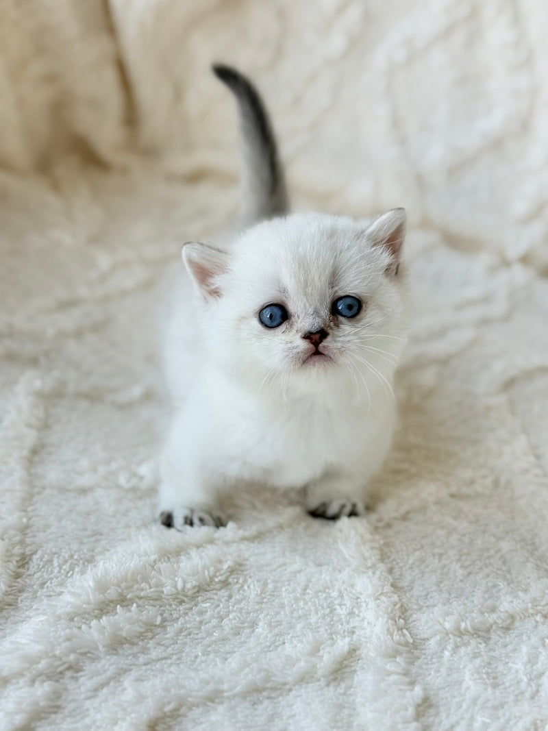 Zizi Munchkin female black silver shaded pointed - live animals