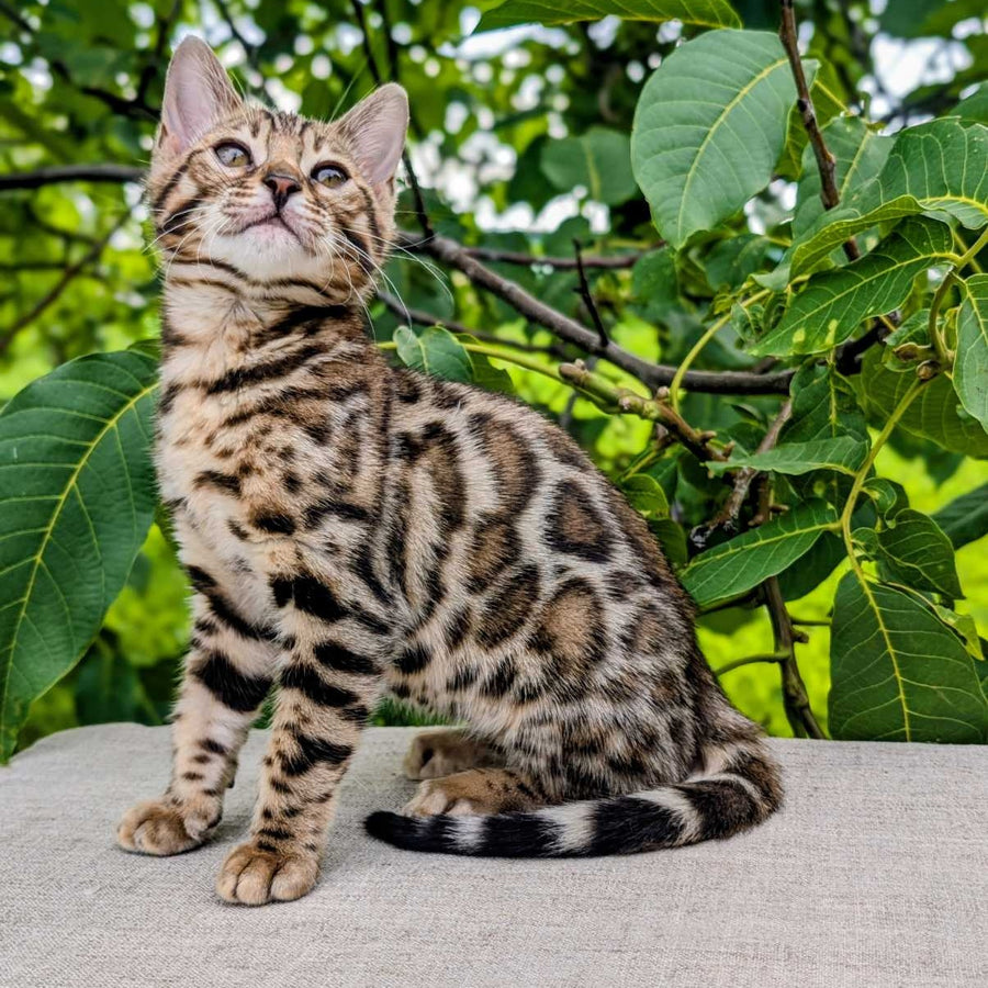 Zara Bengal female, black spotted tabby