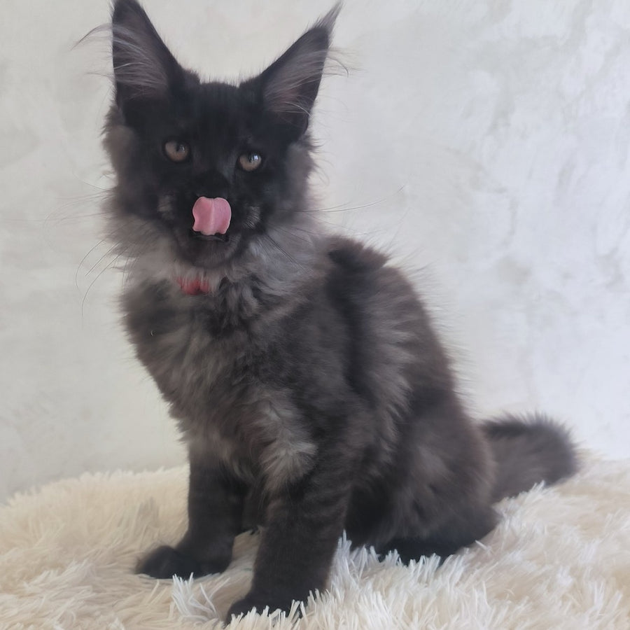 Xander Maine Coon male, black silver