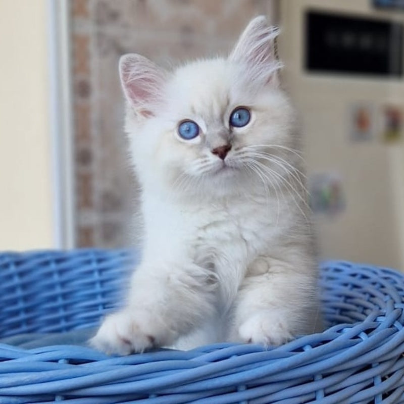 Dimas Siberian male, blue with white tabby pointed