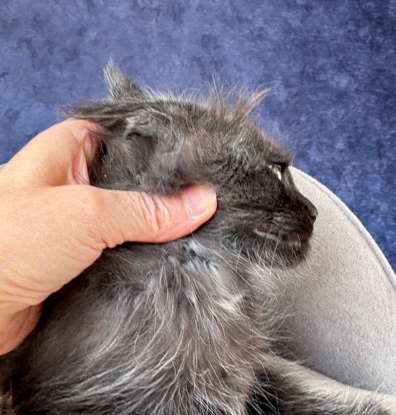 Azari Maine Coon female black silver with white - live animals