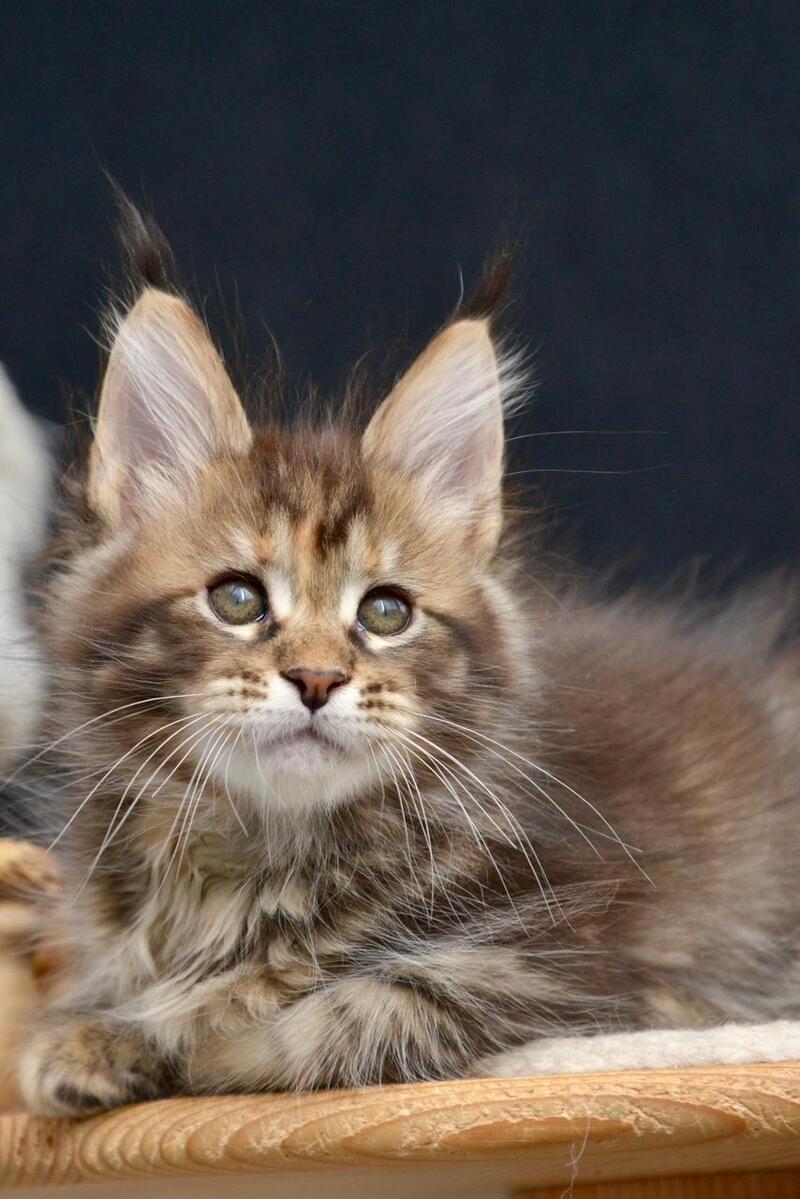 Wild Rose Maine Coon female black tortie tabby live animals
