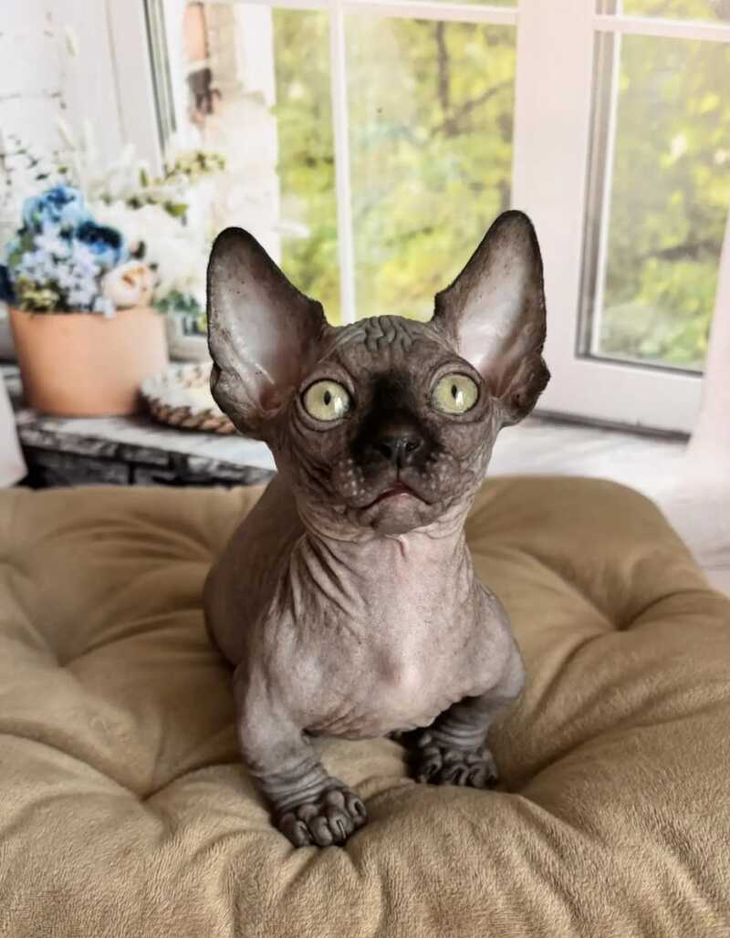 Bali Bambino male black - live animals