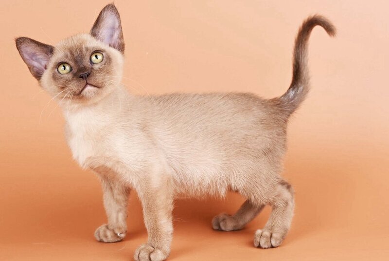 Zair Burmese male, chocolate