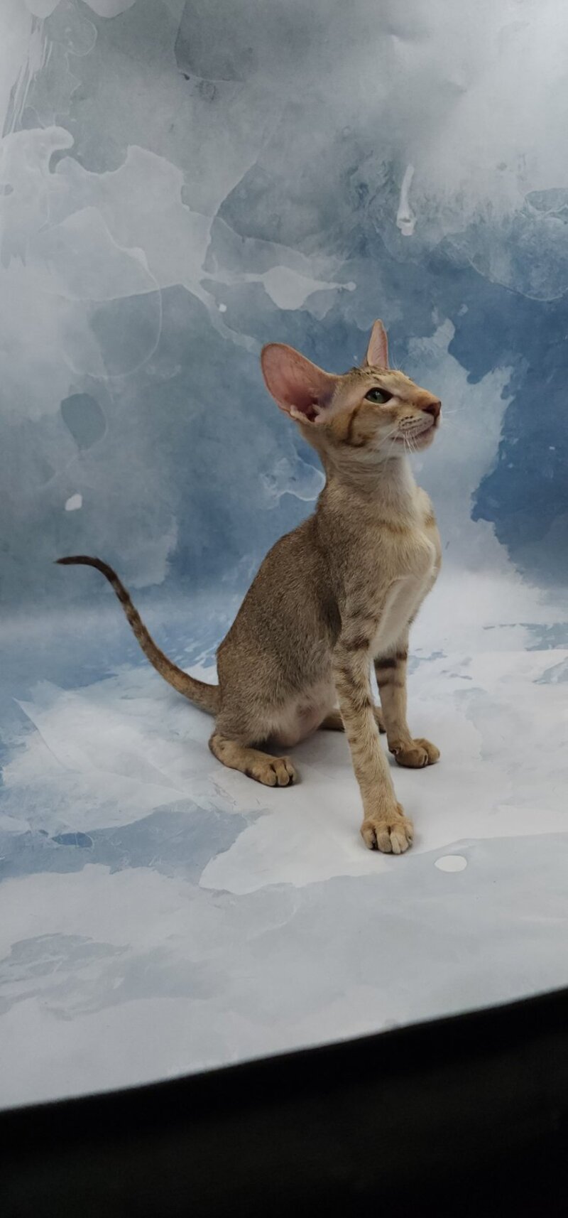 Marian Oriental Shorthair female, chocolate tortie spotted tabby