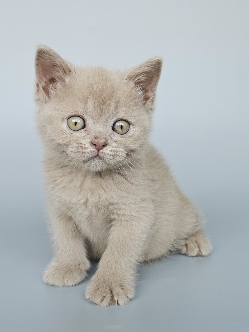 Ami British Shorthair female, fawn