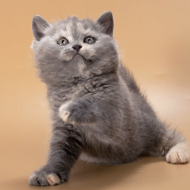Rachel British Shorthair female, blue tortie