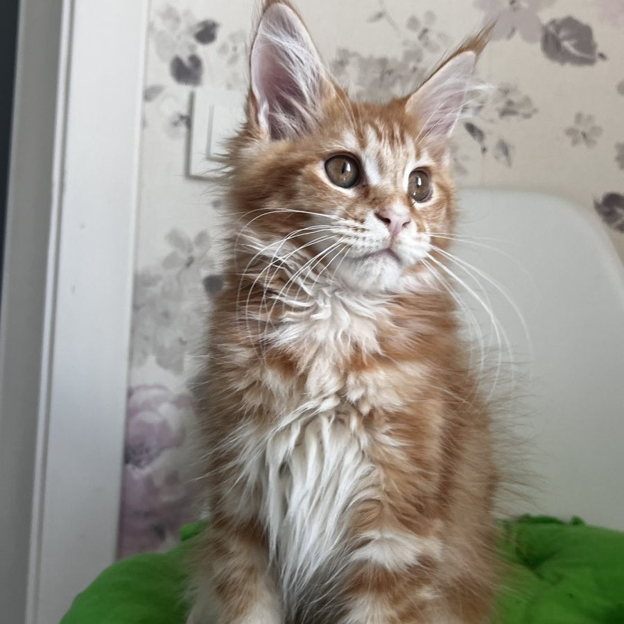 Sparky Maine Coon male, red tabby