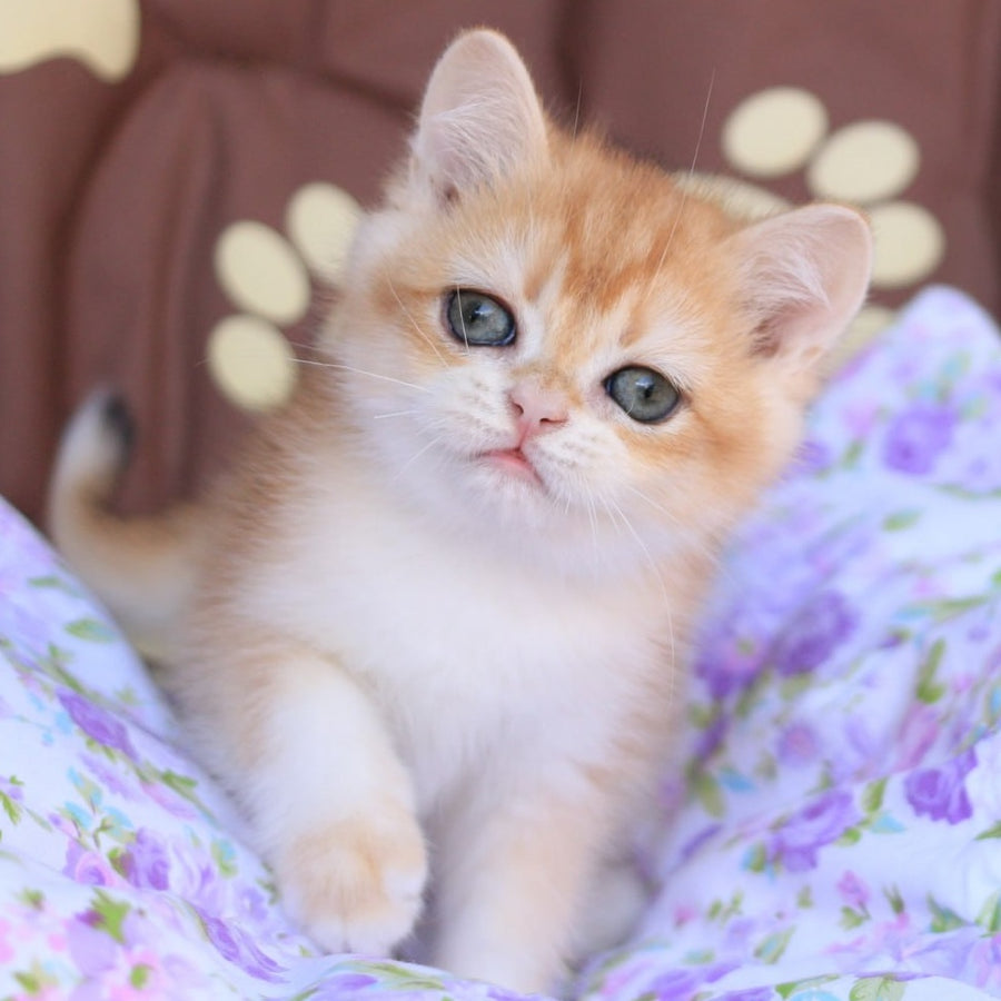 Qumquat British Shorthair male, black golden chinchilla