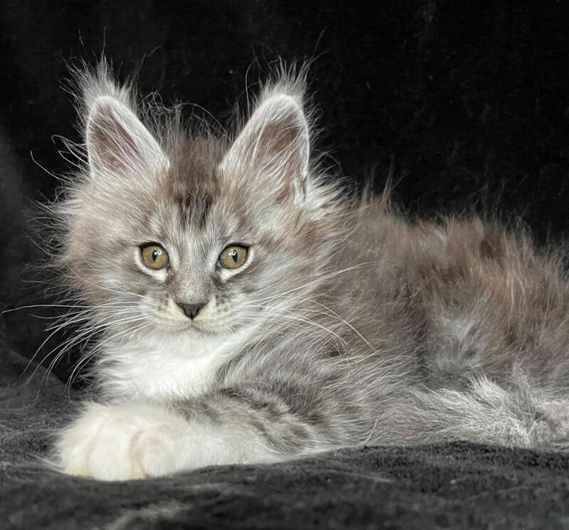 Natan Maine Coon male, black silver tabby with white