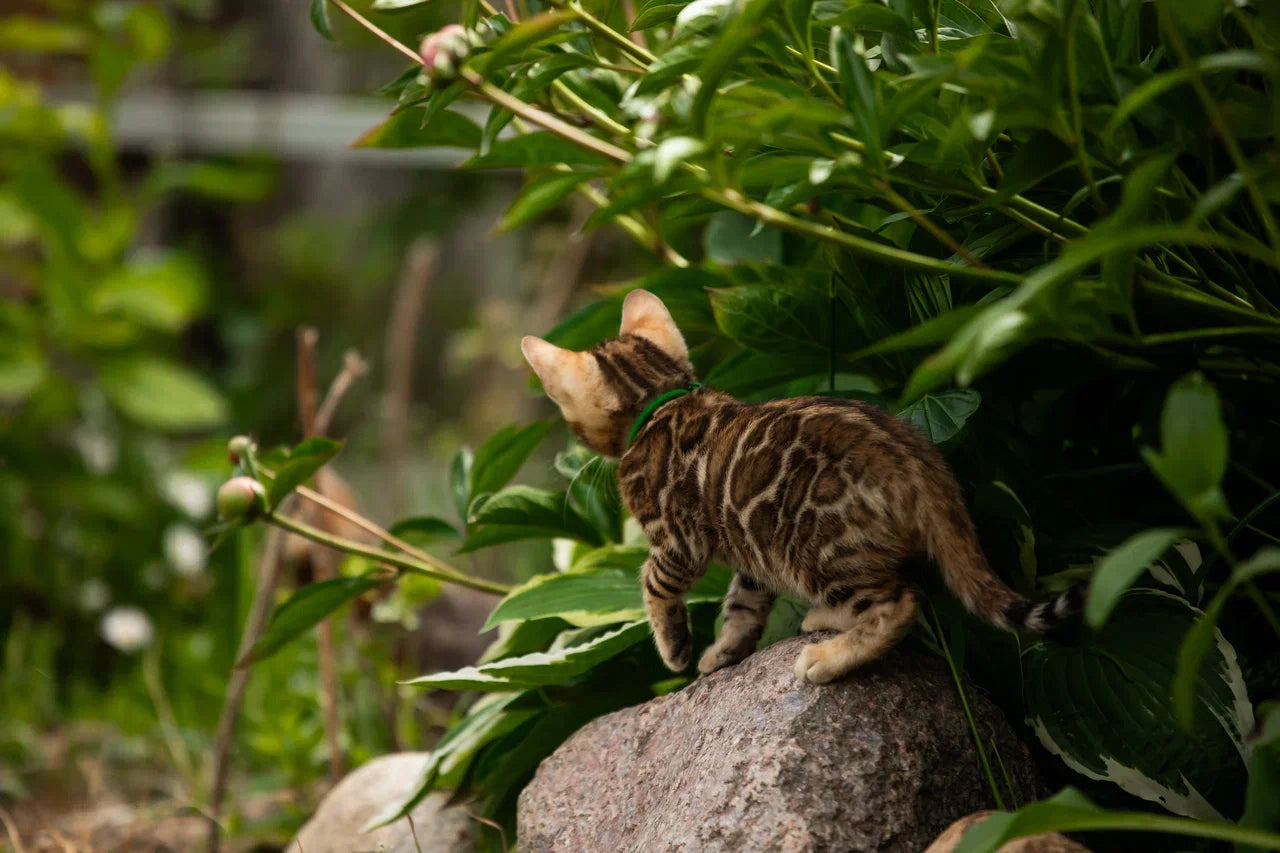 Valentino Bengal male, black spotted tabby