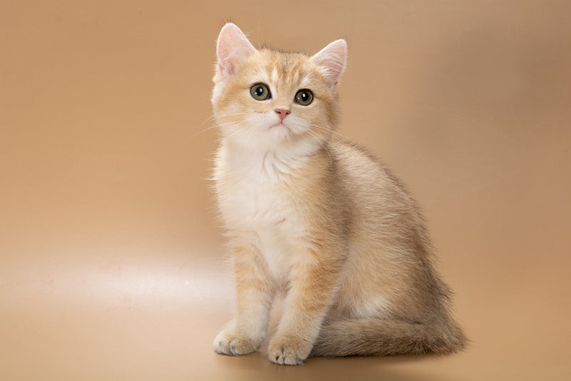 Cristian British Shorthair male, black golden shaded