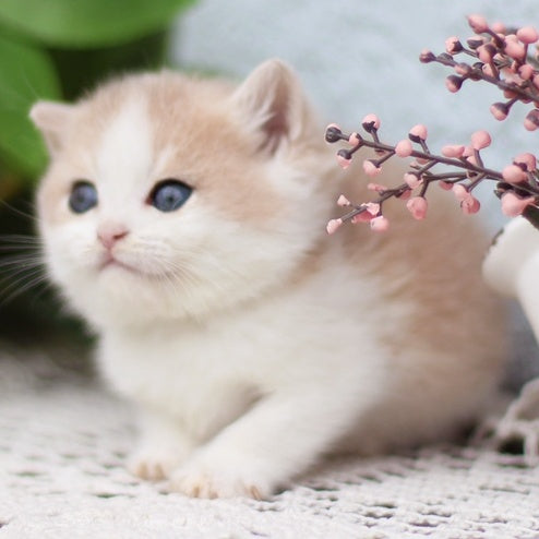 Filya British Shorthair male, blue golden shaded