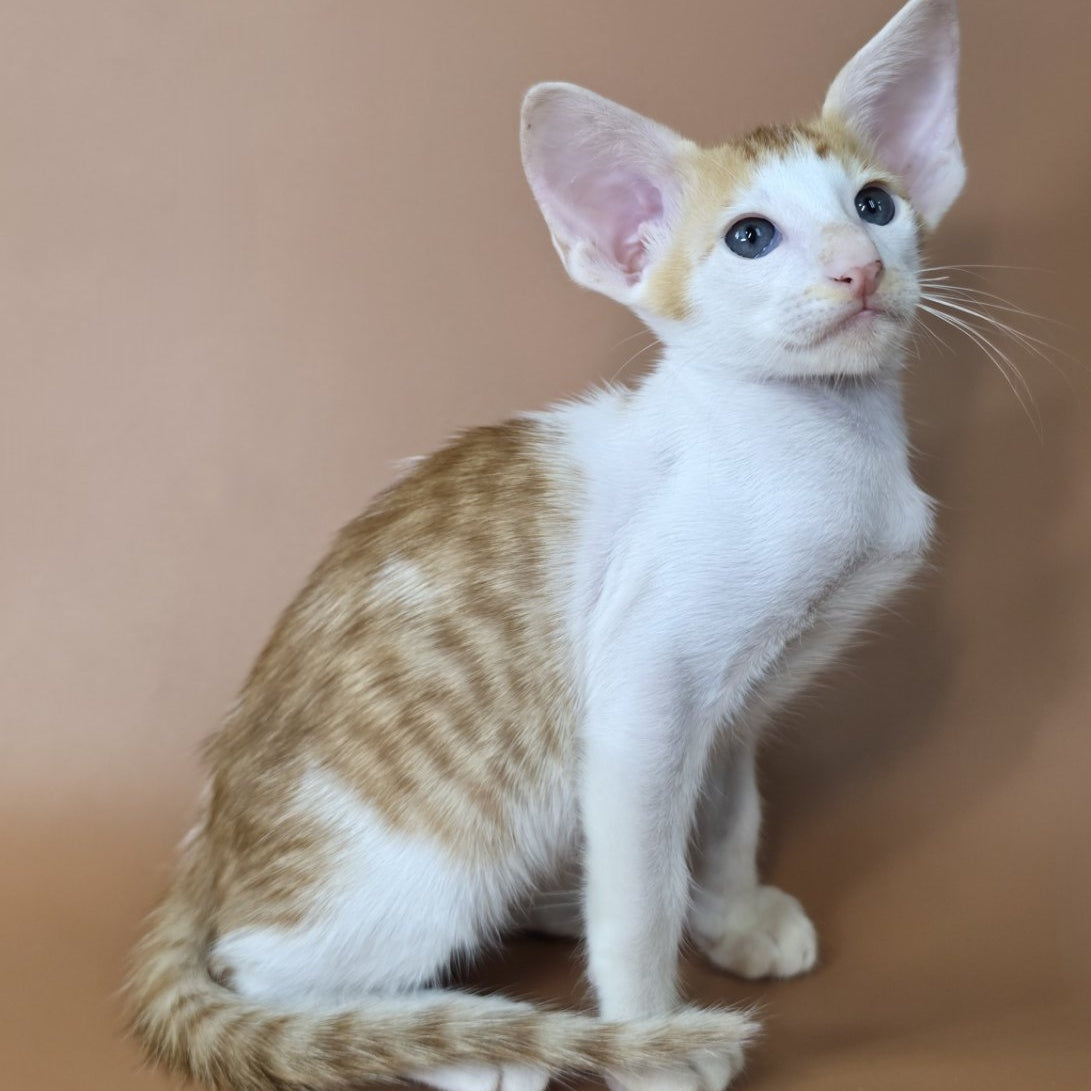 Kronos Oriental Shorthair male, red bicolour spotted tabby