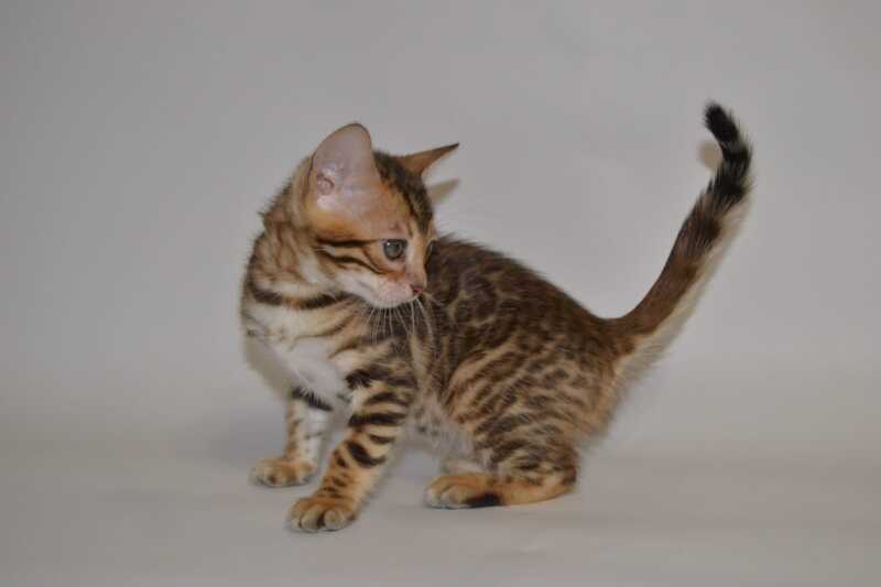 Lili Bengal female black spotted tabby - live animals
