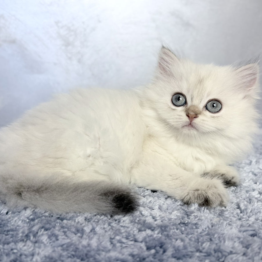 Josefina Scottish Straight female, black golden shaded pointed