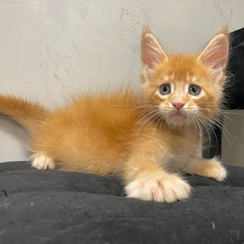 Venya Maine Coon male, red
