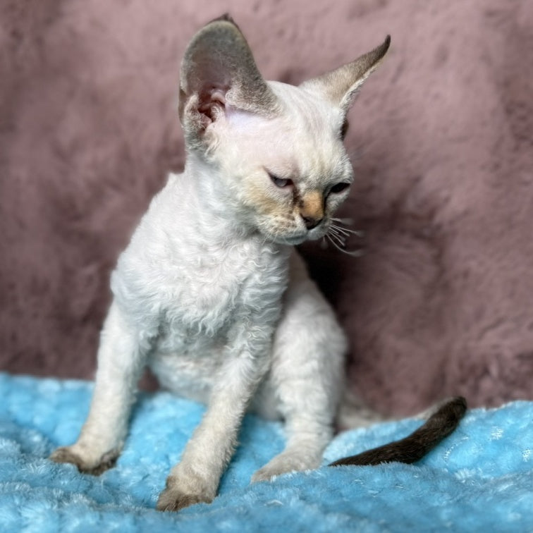 Xia Devon Rex female, seal lynx pointed