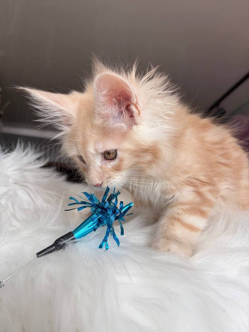 Wisdom Maine Coon male, cream silver tabby