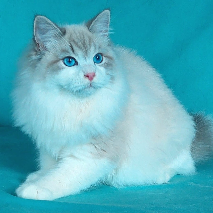 Nummarius Siberian male, blue bicolour tabby pointed