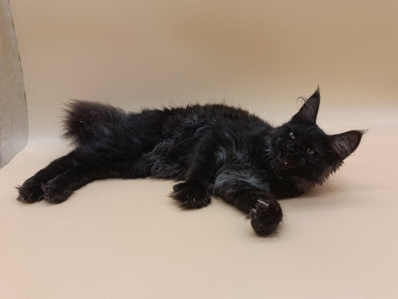 Isabelle Maine Coon female black silver - live animals