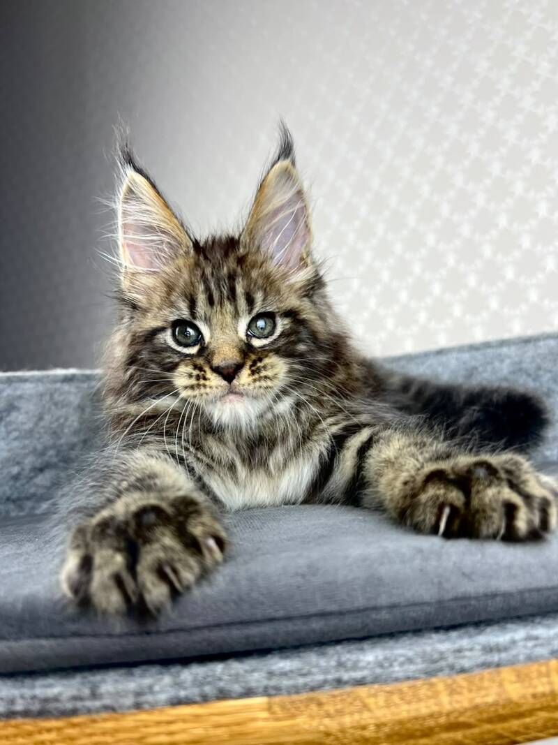 Pathos Maine Coon male, black tabby
