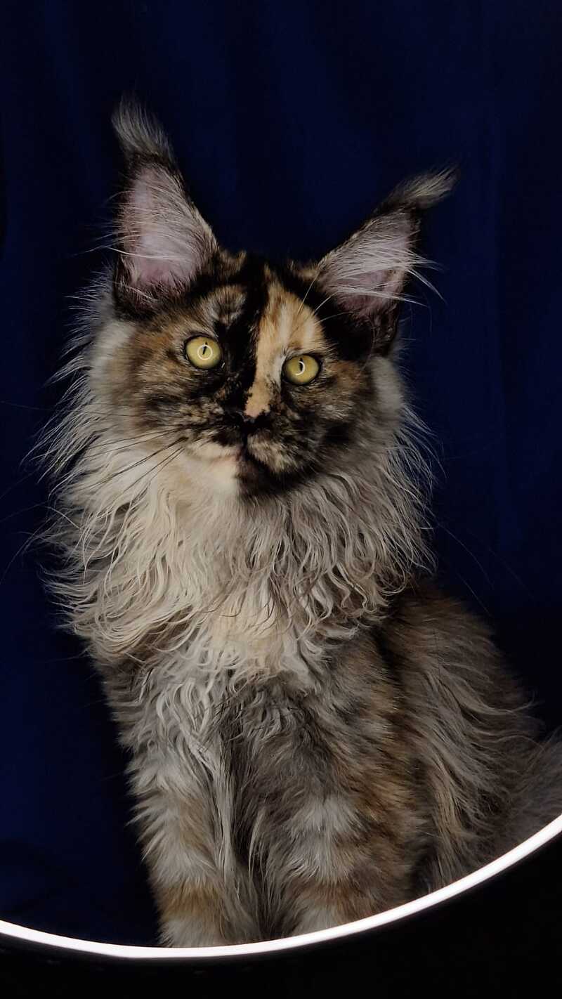 Intel'Legend Maine Coon female, black tortie silver
