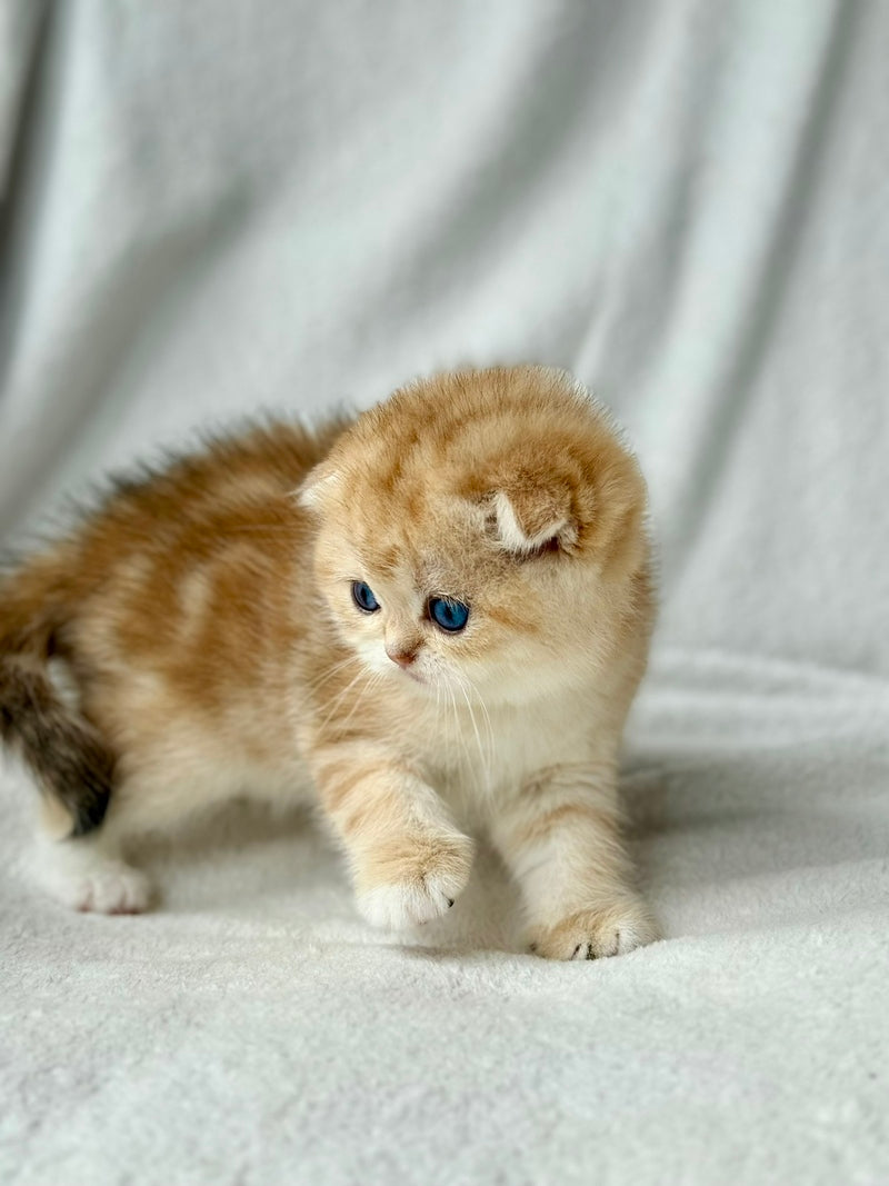 Xena Scottish Fold female black golden tabby - live animals