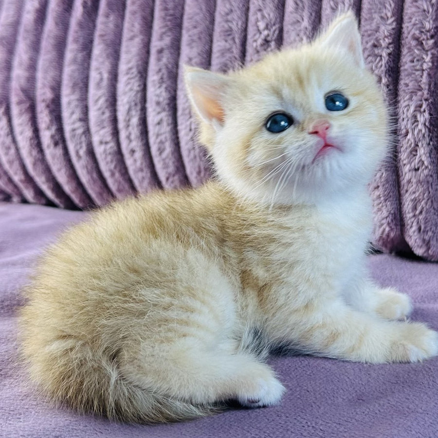 Jaya British Shorthair female, chocolate golden spotted tabby