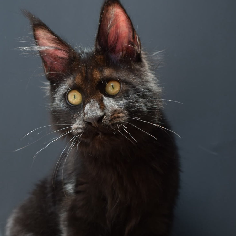 Aristocrat Maine Coon male, black
