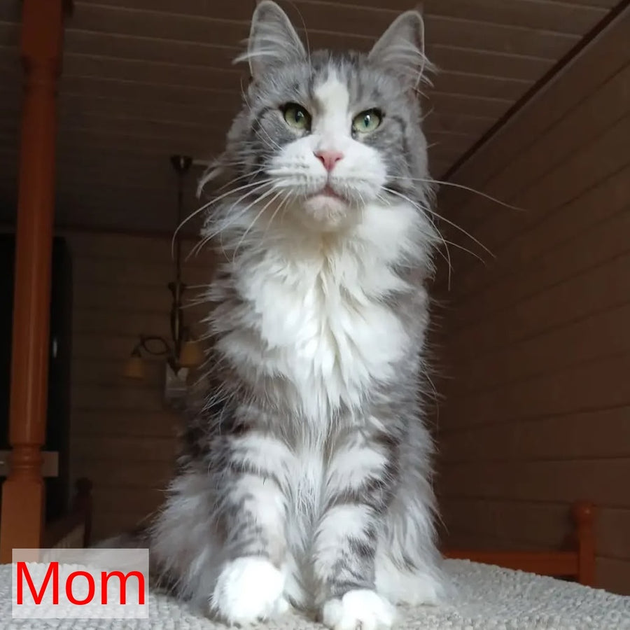 Chilli Maine Coon female, black tabby