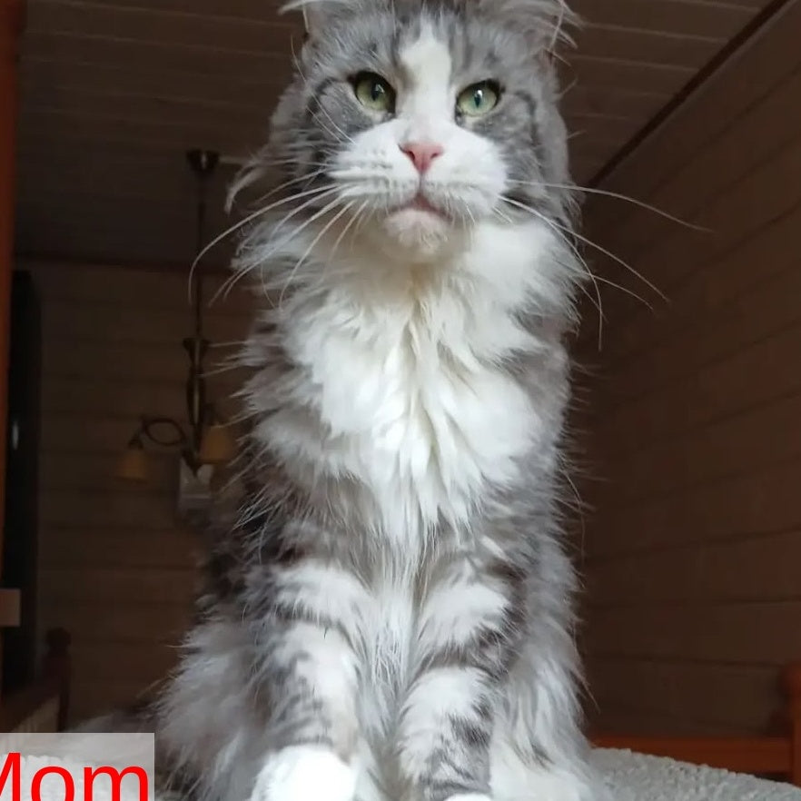 Chipper Maine Coon female, black tabby