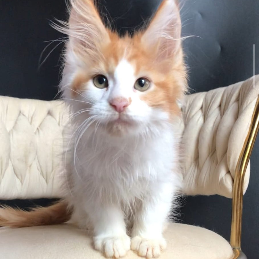 Zevs Maine Coon male, red tabby bicolour