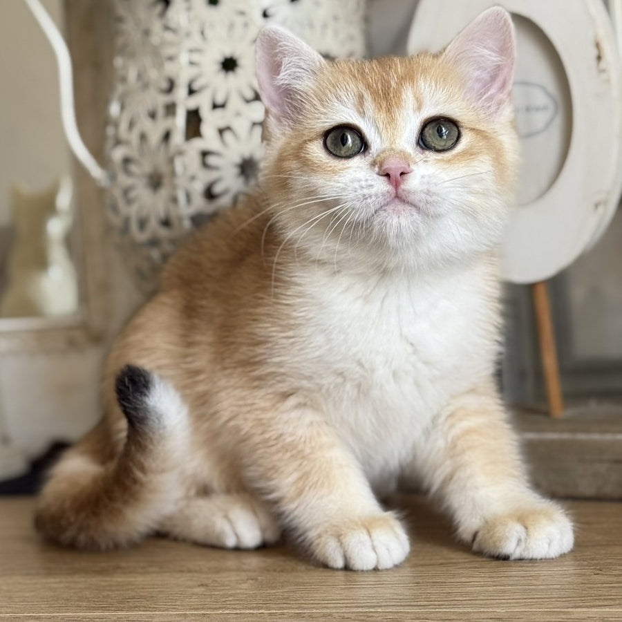 Mira British Shorthair female, black golden chinchilla