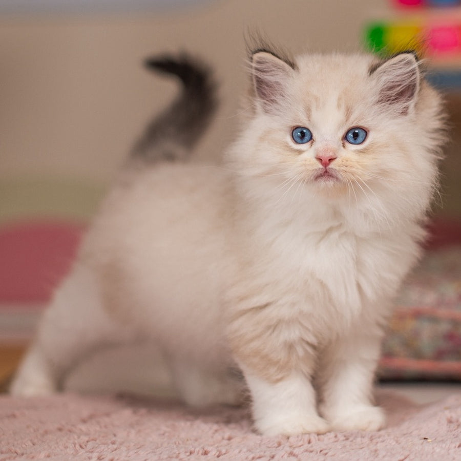 Xanty Ragdoll female, seal lynx bicolour
