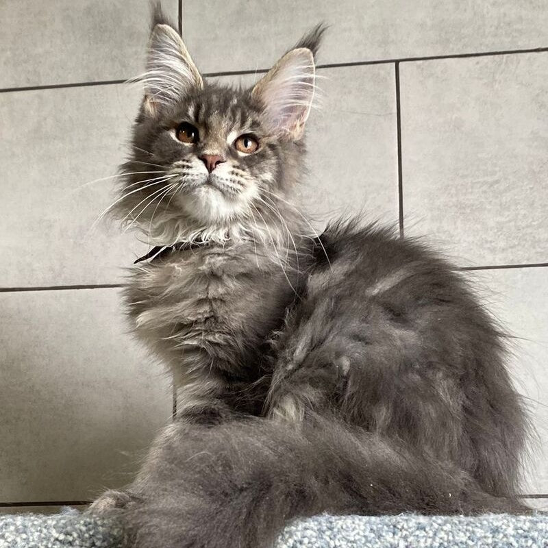 Tolyatti Maine Coon male, blue silver tabby