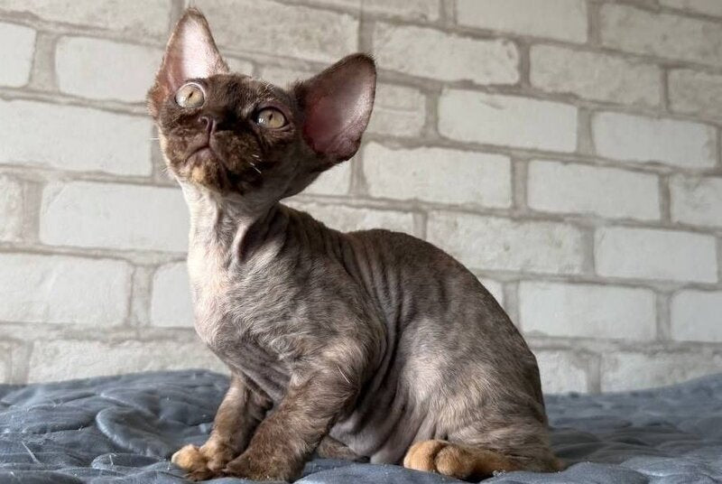 Massi Devon Rex female, chocolate tortie