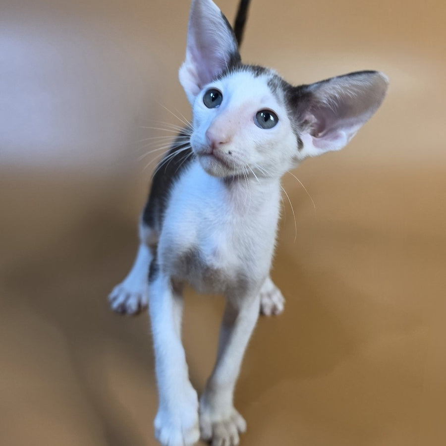 Akira Oriental Shorthair female, chocolate bicolour