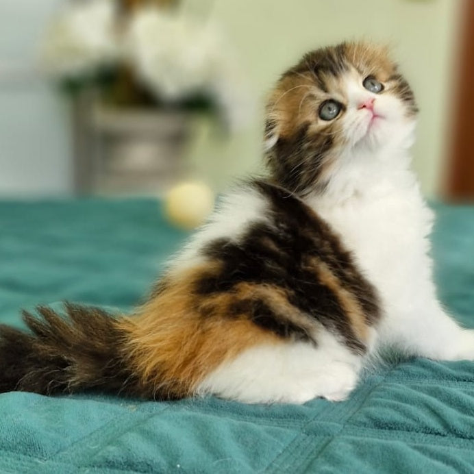 Ozzy Scottish Fold female, black tortie bicolour