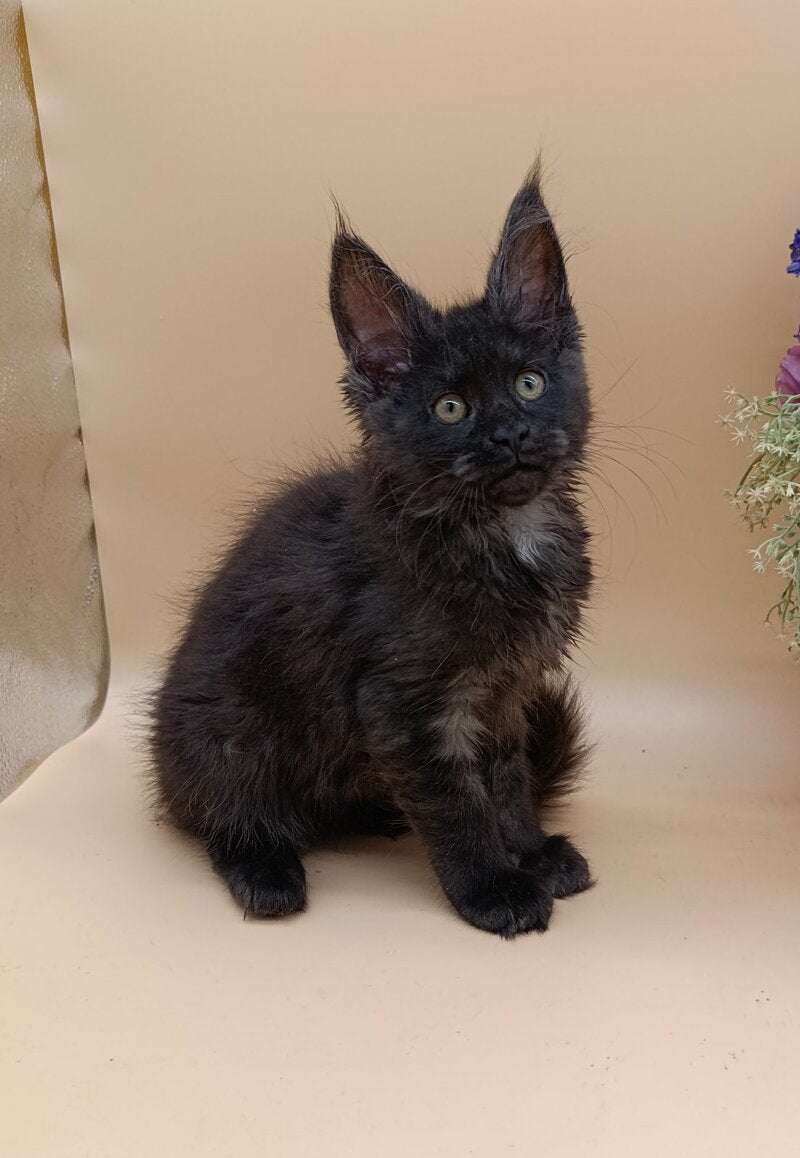 Isabelle Maine Coon female black silver - live animals