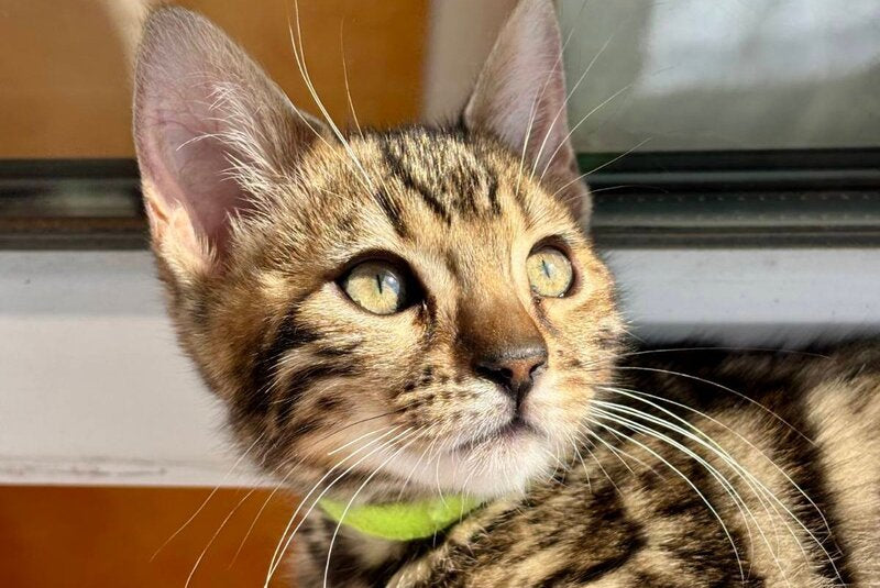 Lola Bengal female black spotted tabby - live animals