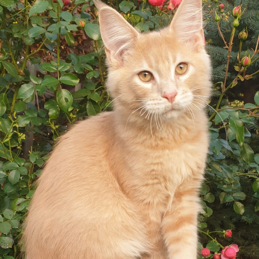 Hamilton Maine Coon male, cream ticked tabby