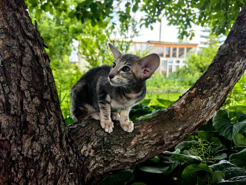 Mauti yeti Oriental Shorthair female blue tortie tabby - live animals