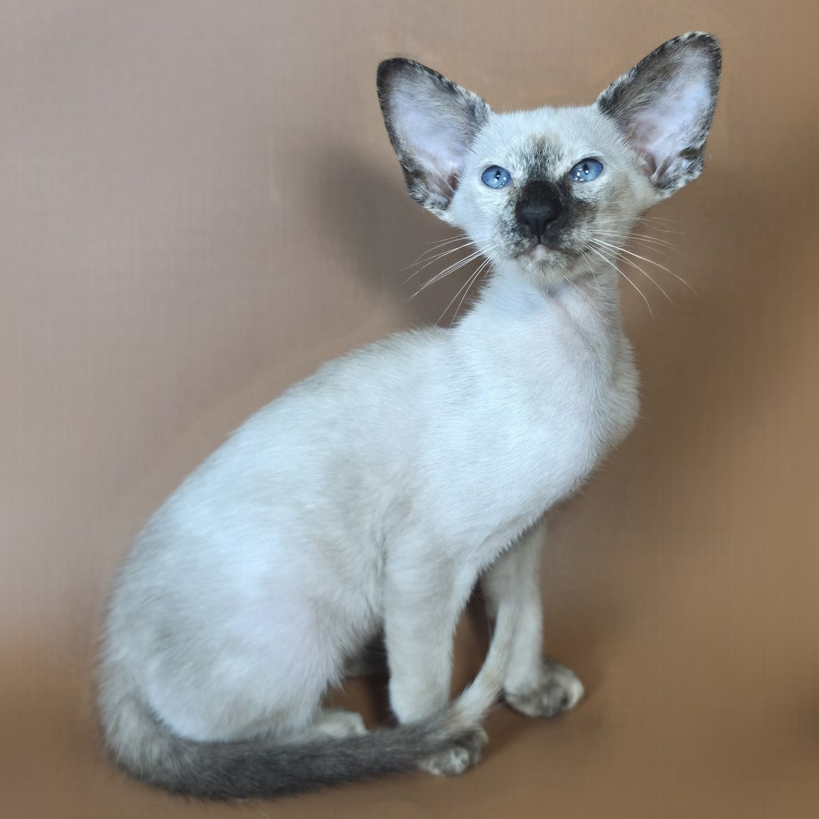 Lyra Siamese female, black tortie