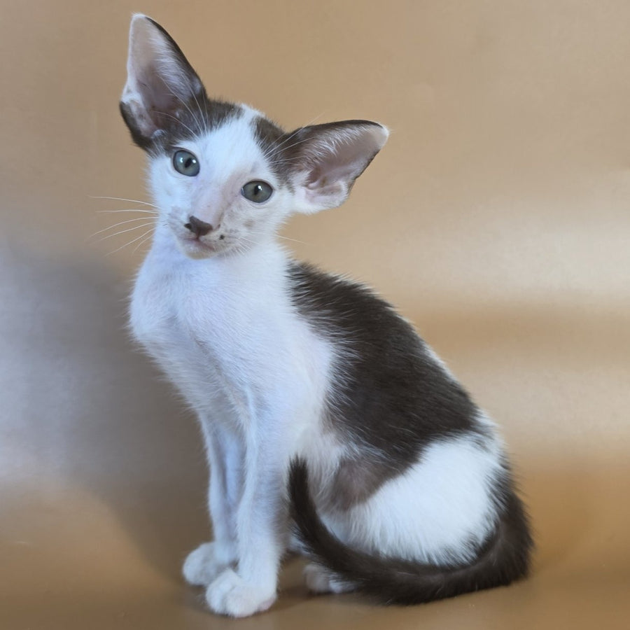 Cookie Oriental Shorthair male, chocolate van