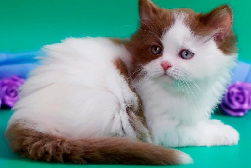 Vesta British Shorthair female, cinnamon harlequin