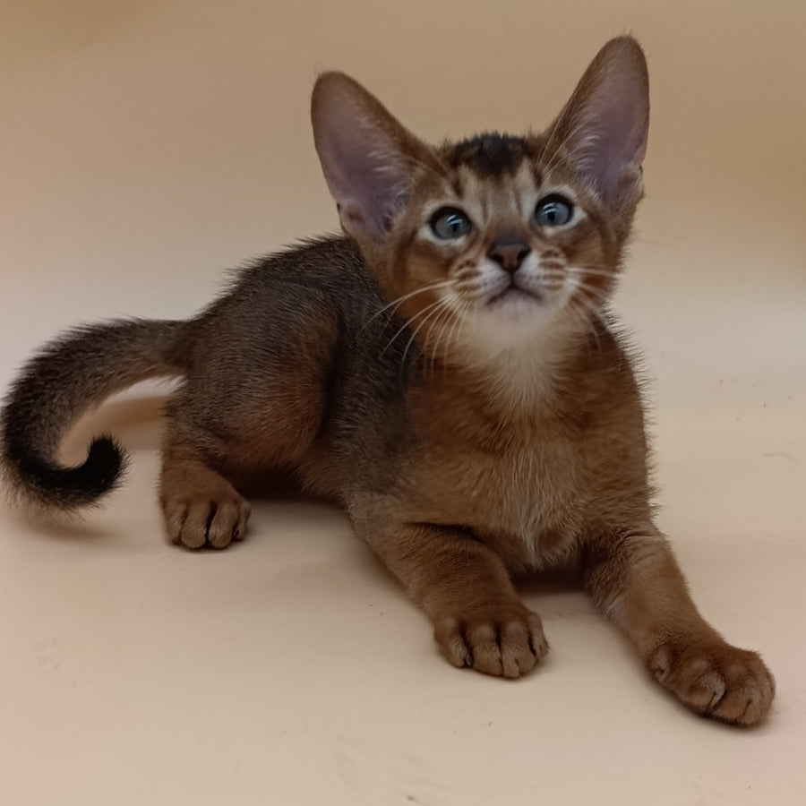 Morgan Abyssinian male, black