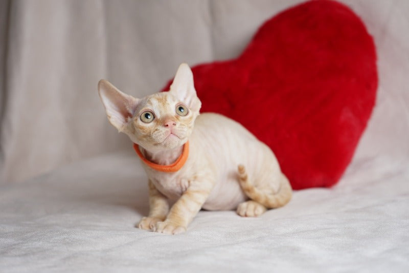 Leo Devon Rex male red - live animals