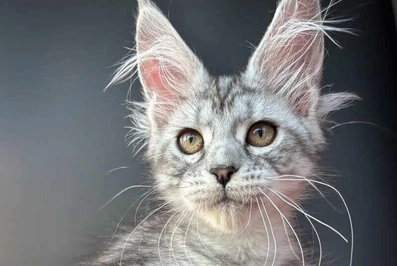 Alice Maine Coon female, black silver spotted tabby