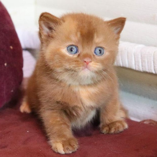 Rebecca British Shorthair female, cinnamon tortie